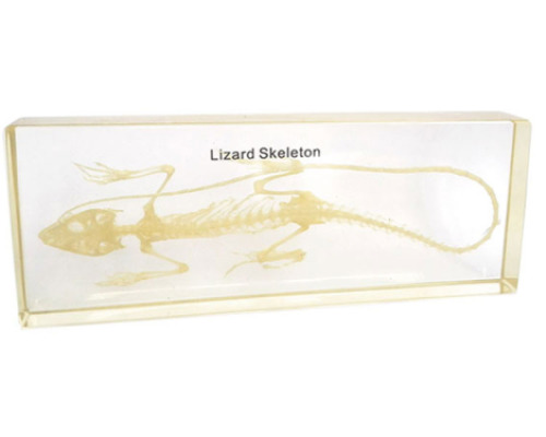 Lizard skeleton