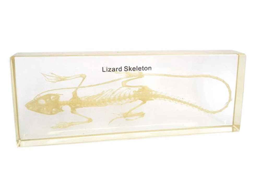 Lizard skeleton