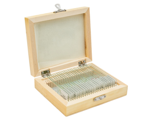 Microscope slides Zoology