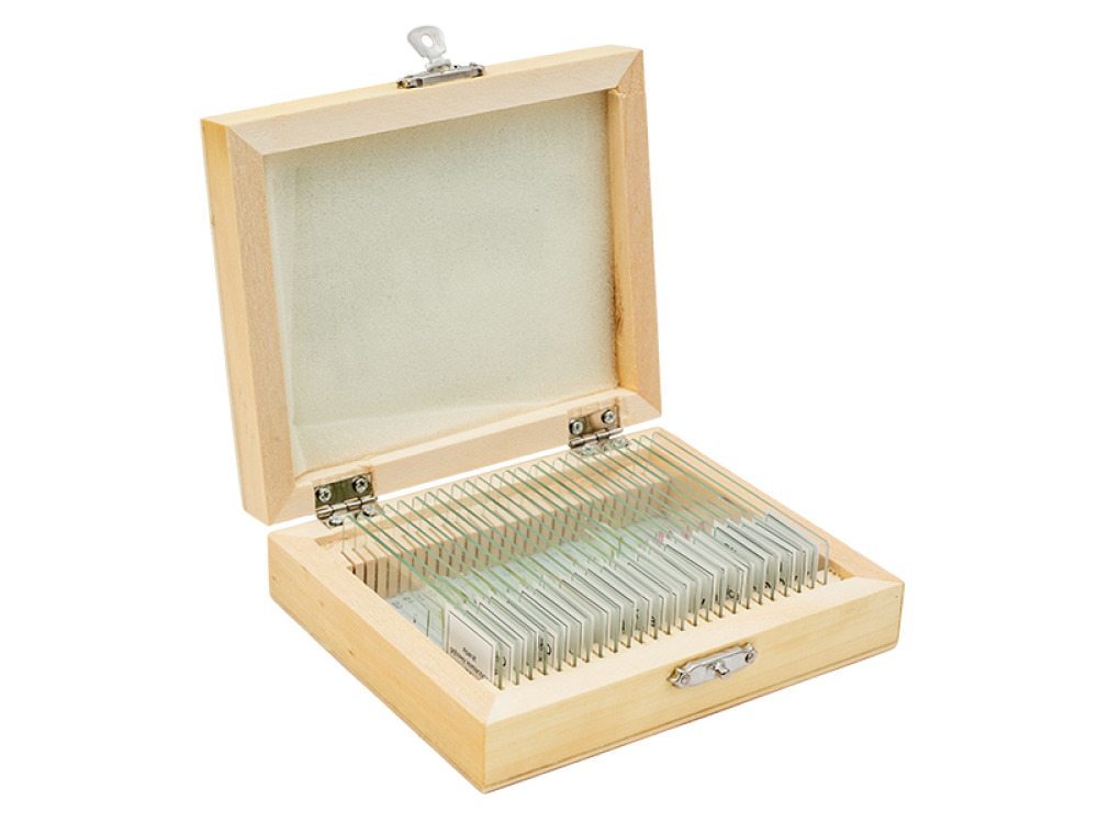Microscope slides Zoology