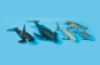 Sea animals