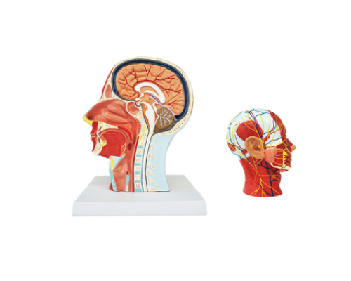 Head cross-section with the muscular and vascular-nervous systems