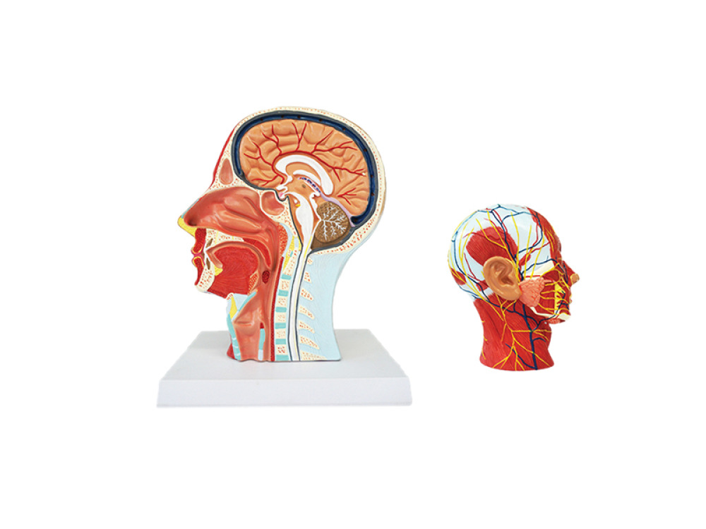 Head cross-section with the muscular and vascular-nervous systems