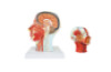 Head cross-section with the muscular and vascular-nervous systems