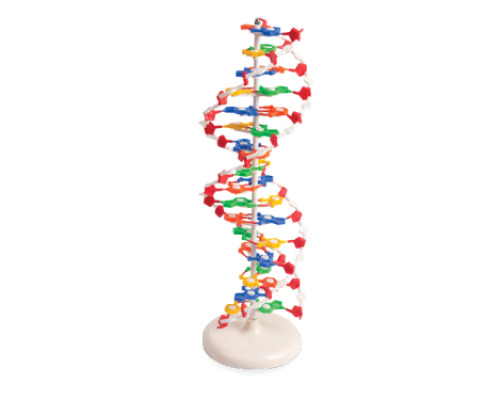 DNA model