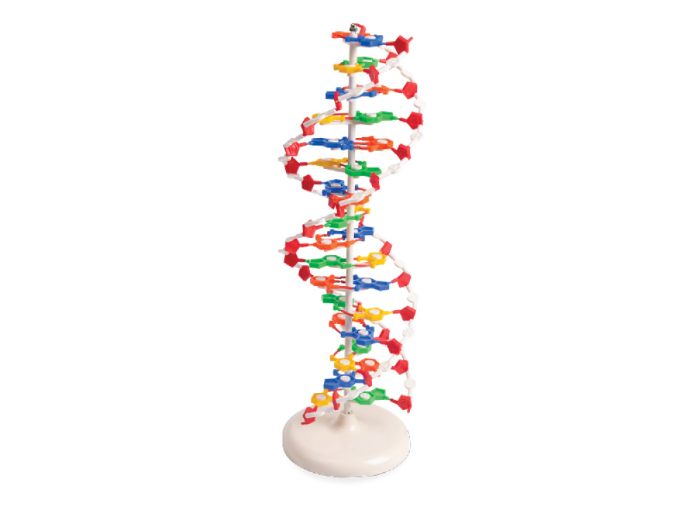 DNA model
