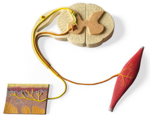 Reflex arc - cross-section model