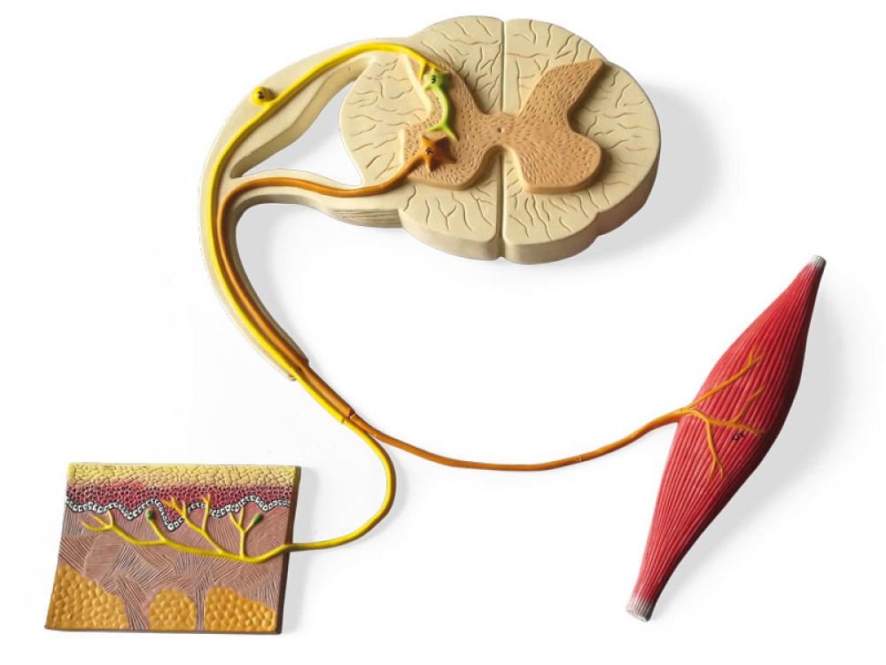 Reflex arc - cross-section model
