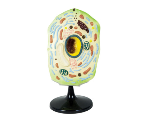 Plant cell model