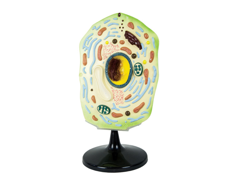 Plant cell model