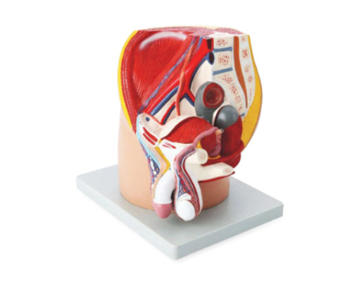 Male pelvis