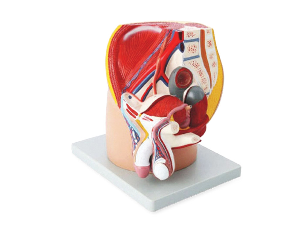 Male pelvis
