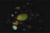 LED light projector - Northern lights