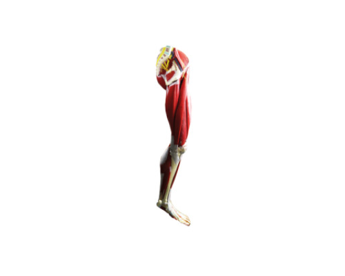 Human leg muscular system. Demonstration model
