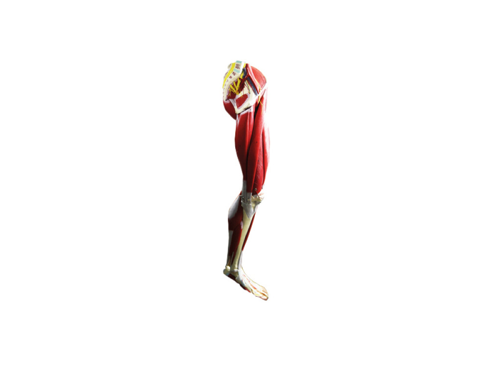 Human leg muscular system. Demonstration model