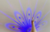 Peacock Projector