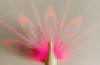 Peacock Projector