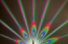 Peacock Projector