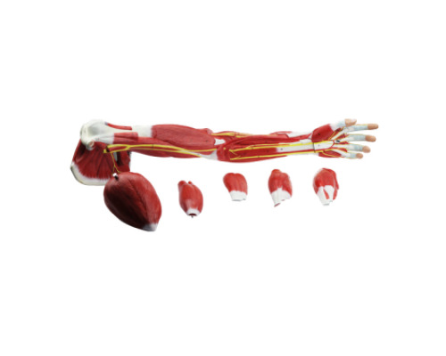 Human arm muscular system. Demonstration model