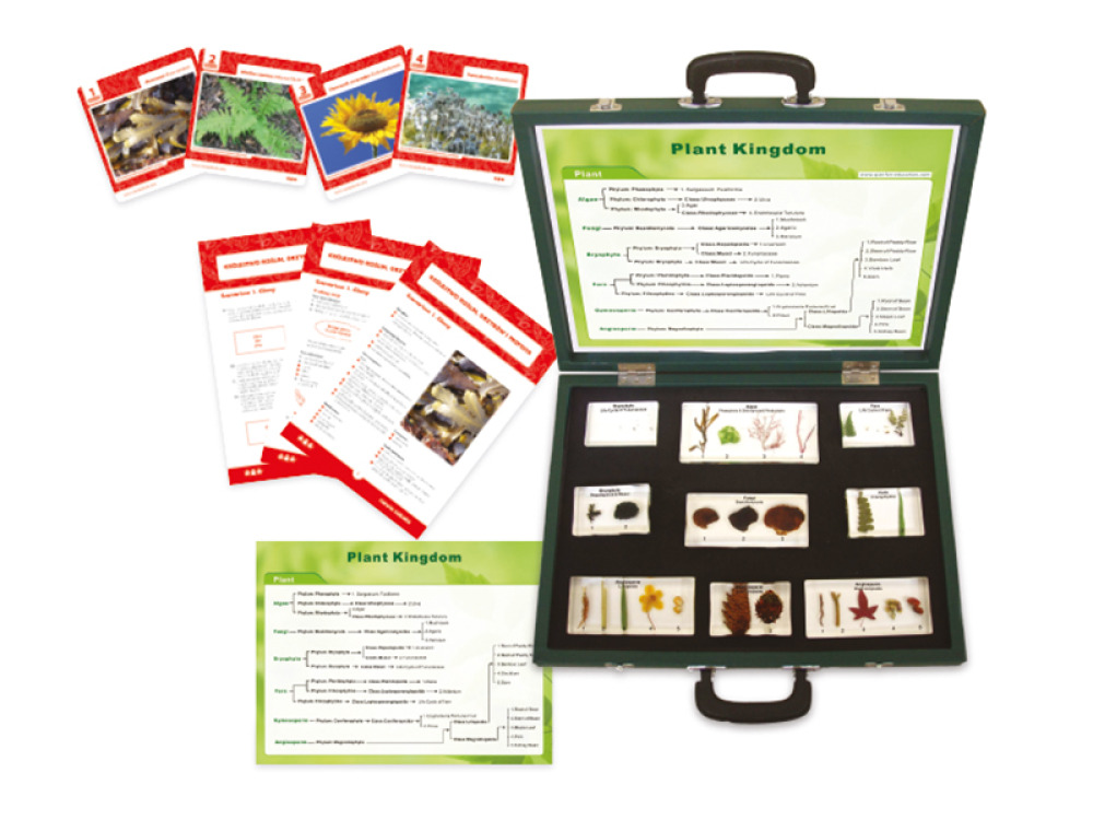 Kingdom of Plantae, Fungi and Algae. The suitcase with teaching aids, worksheets and lesson scenarios