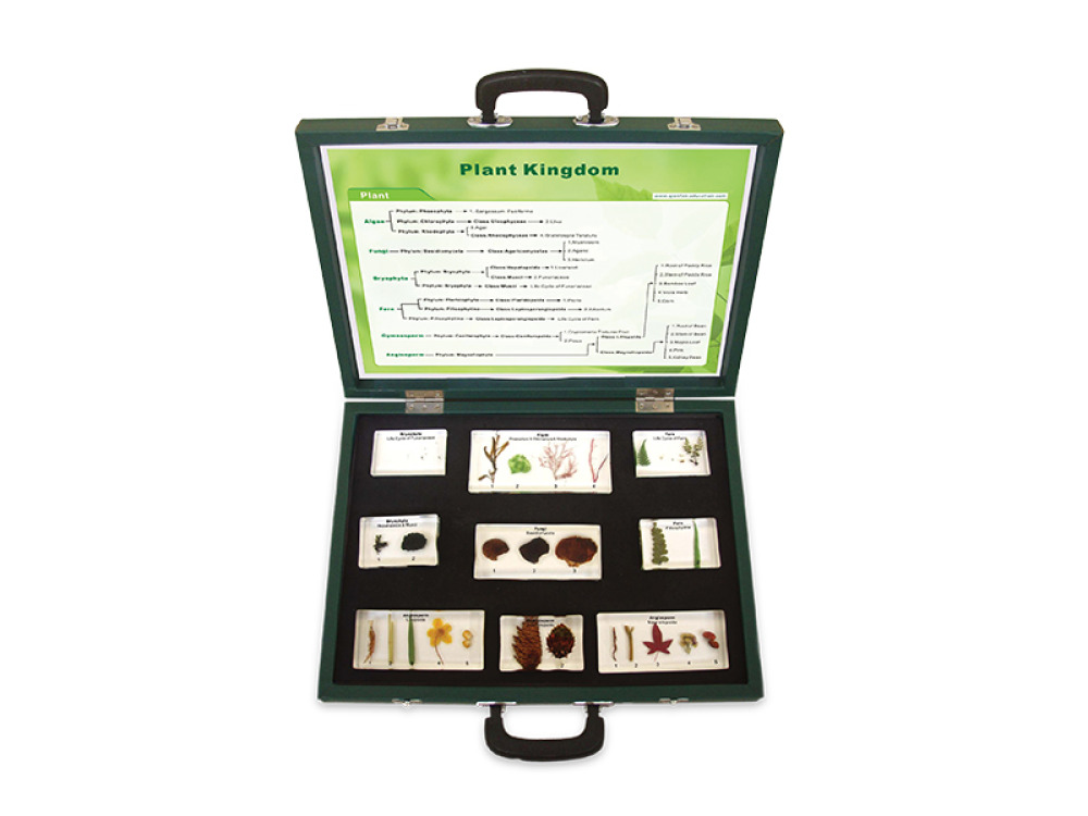 Kingdom of Plantae, Fungi and Algae. The suitcase with teaching aids, worksheets and lesson scenarios