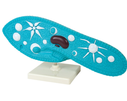 Paramecium model