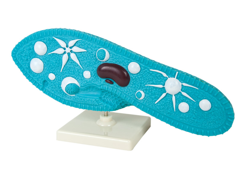 Paramecium model
