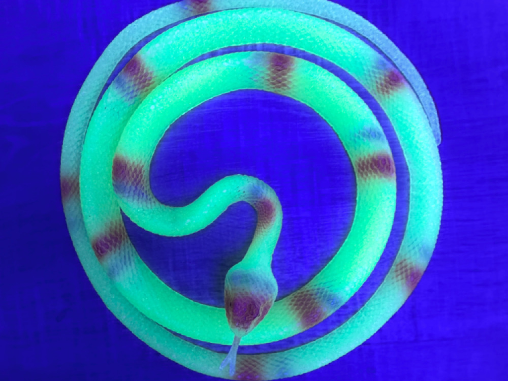 Glow In Dark Snake