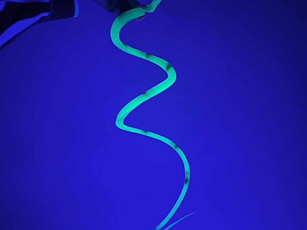 Glow In Dark Snake