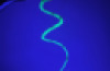 Glow In Dark Snake