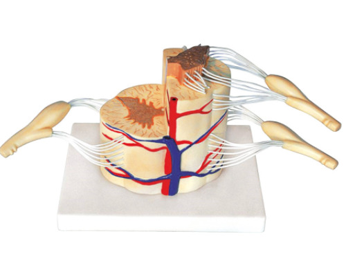 Spinal cord with nerves (demonstration set)