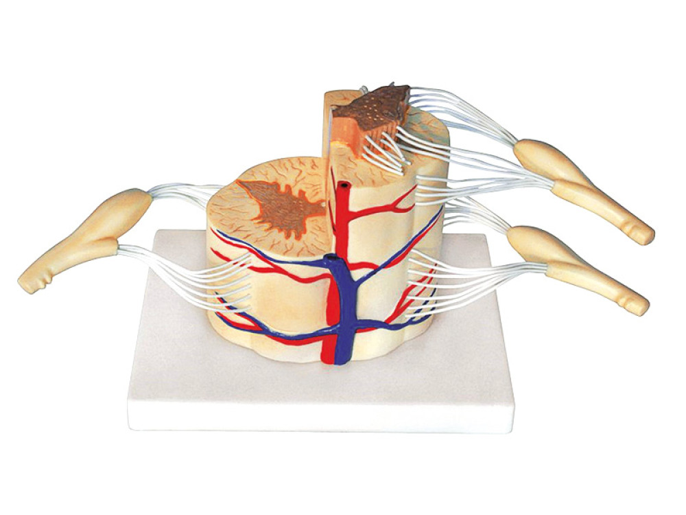 Spinal cord with nerves (demonstration set)