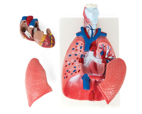 Human thoracic organs. Anatomical model