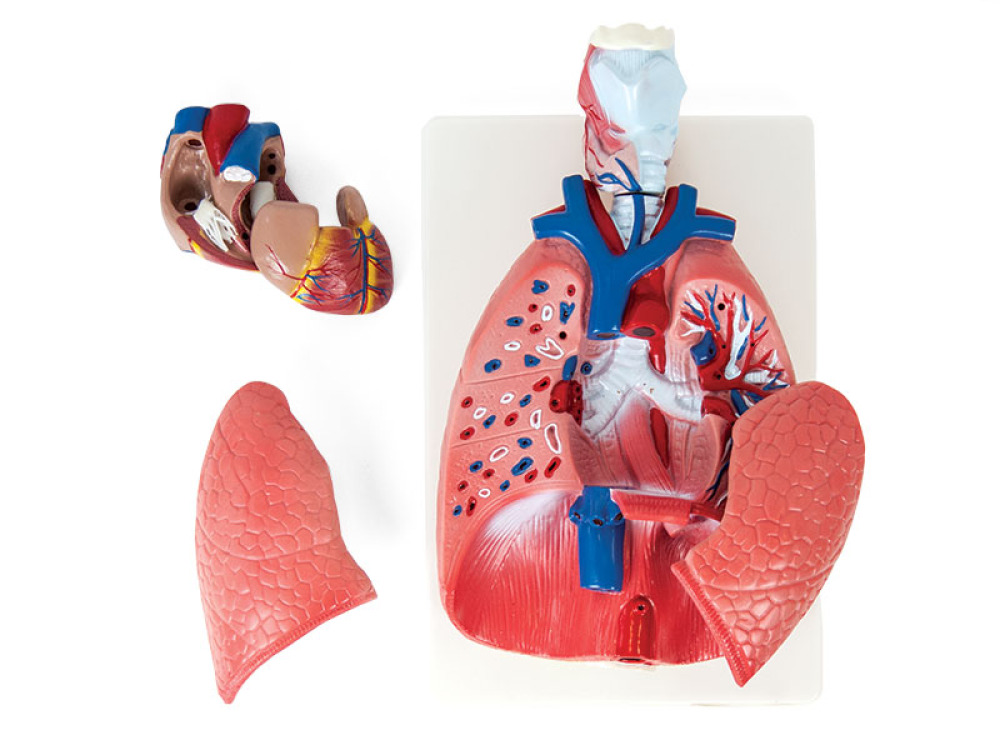 Human thoracic organs. Anatomical model