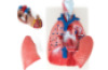Human thoracic organs. Anatomical model