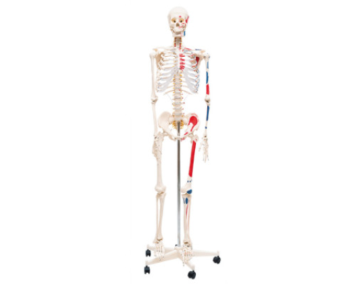 Model of human skeleton with mucles marked