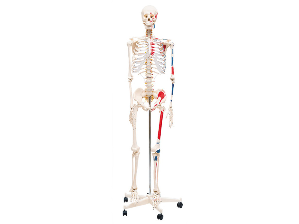 Model of human skeleton with mucles marked