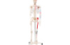 Model of human skeleton with mucles marked