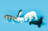 Polar animals