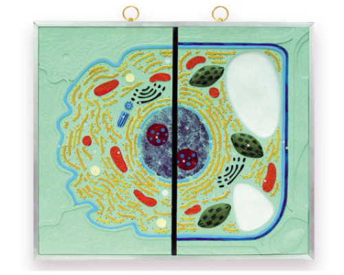 Animal cell v plant cell - comparison chart