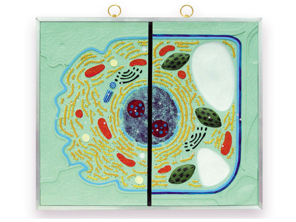 Animal cell v plant cell - comparison chart