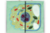 Animal cell v plant cell - comparison chart