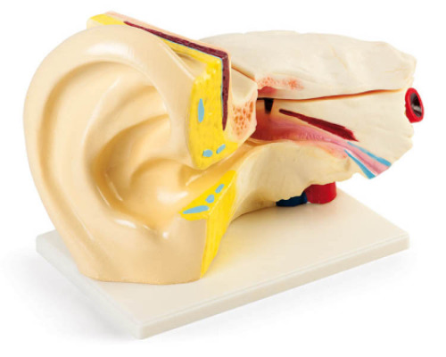 Human ear model