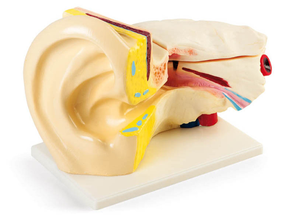 Human ear model