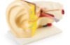Human ear model
