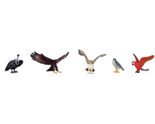 Birds animals