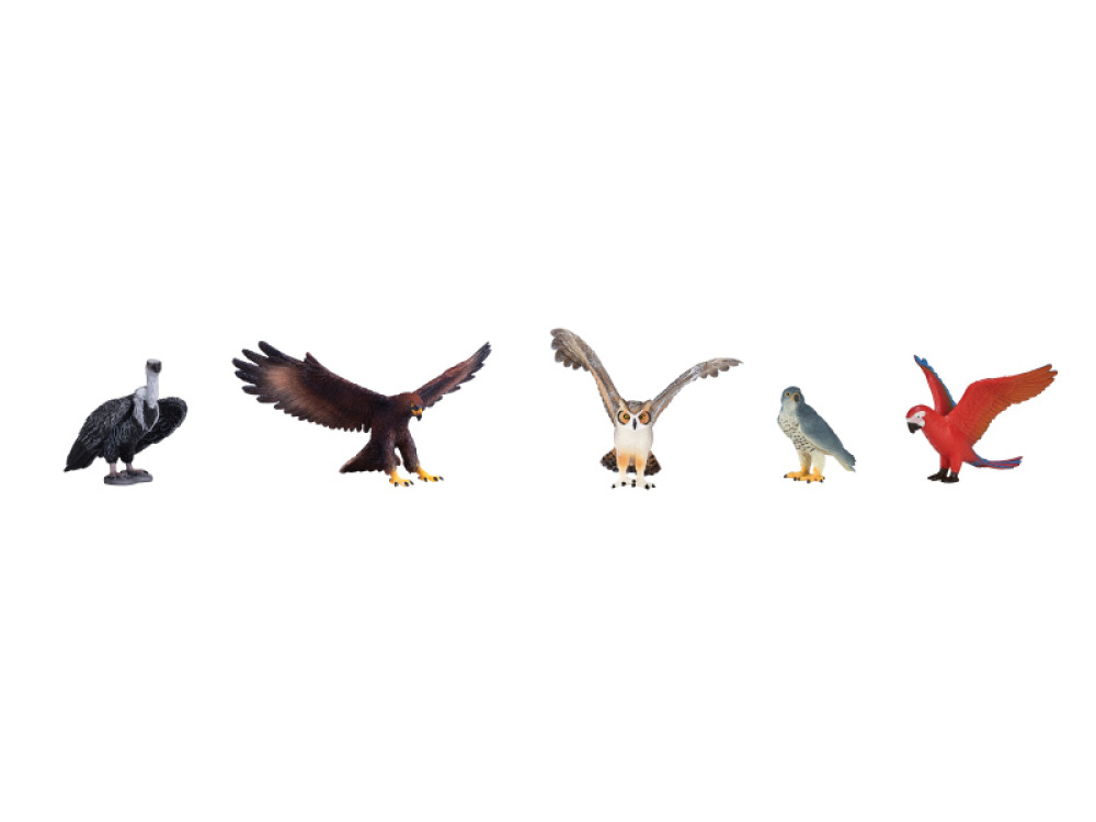 Birds animals