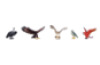 Birds animals