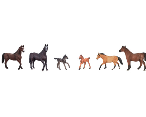 Horses animals