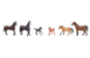 Horses animals